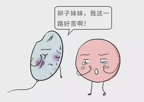 试管婴儿价格多少？需要多少费用？