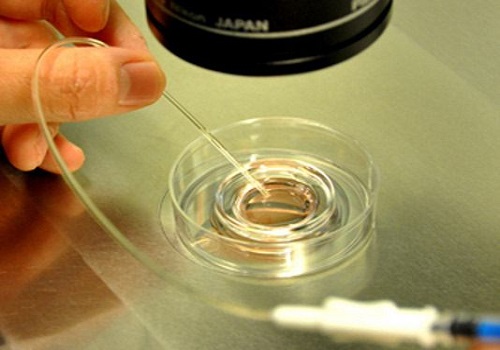 美国试管婴儿方案：选择鲜胚移植还是冻胚移植？