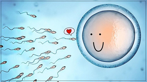 美国试管婴儿周期中新鲜精子成功率高吗？